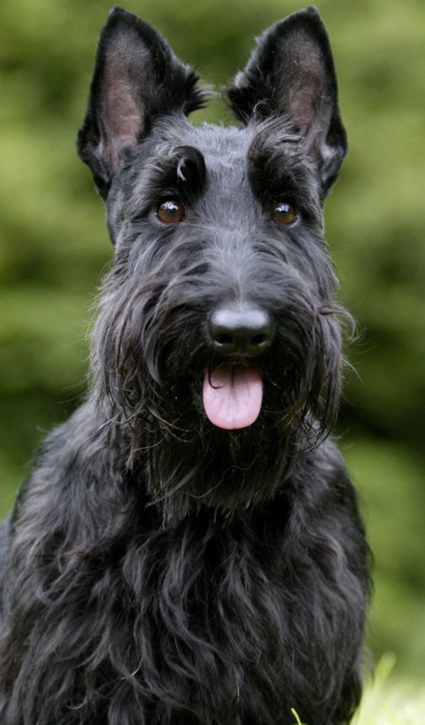 Скотч-терьер