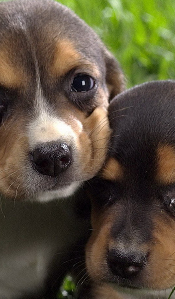 Маленькие бигли