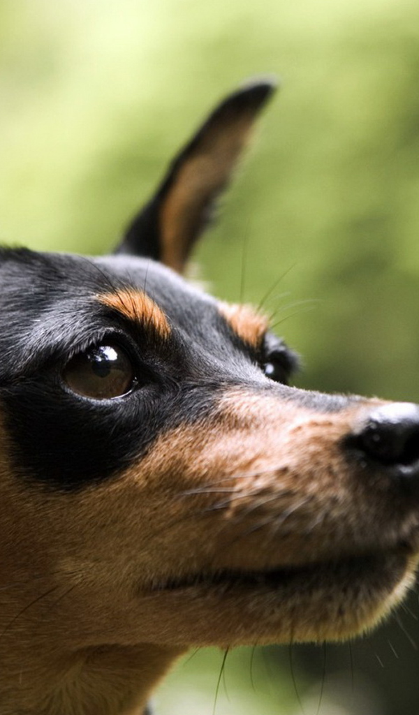 Маленький пинчер