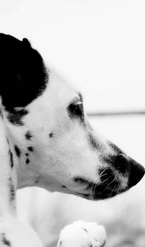 Пятнистый пес