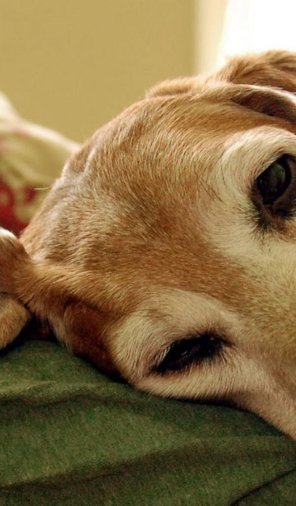 Уставший пес