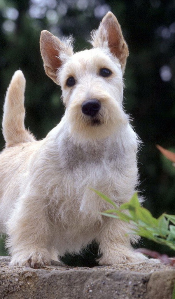 Вест-хайленд-уайт-терьер