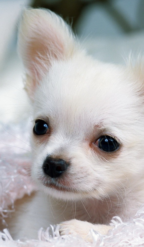 Белый Чихуа-хуа