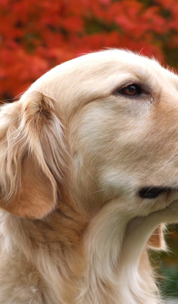 Красивый псэ собака