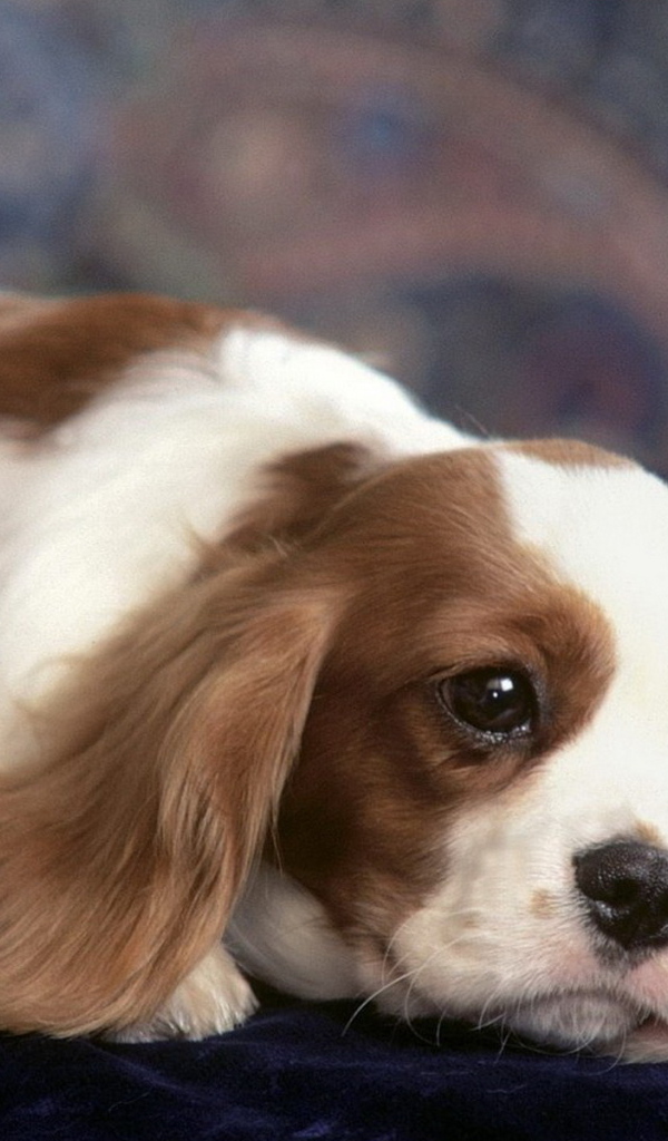 задумчивый Японский хин