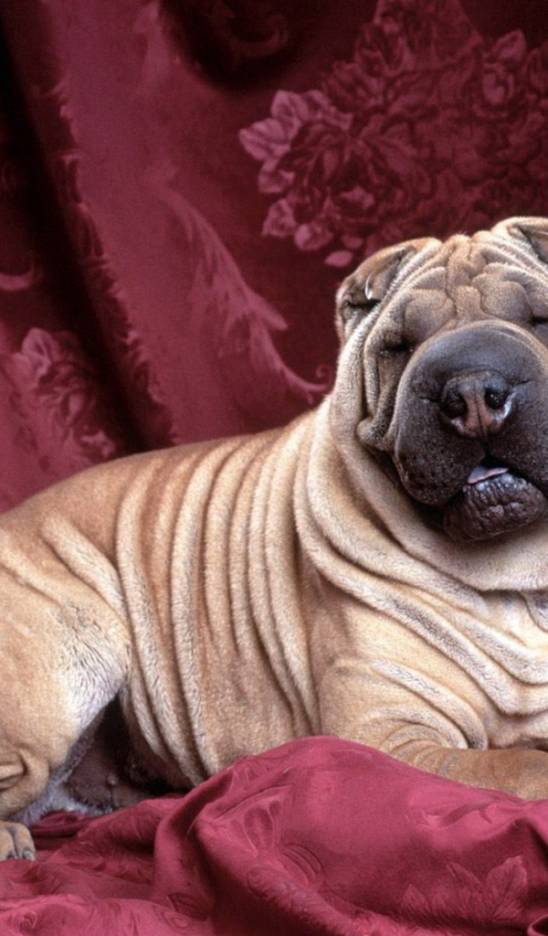 задремавший Шарпей