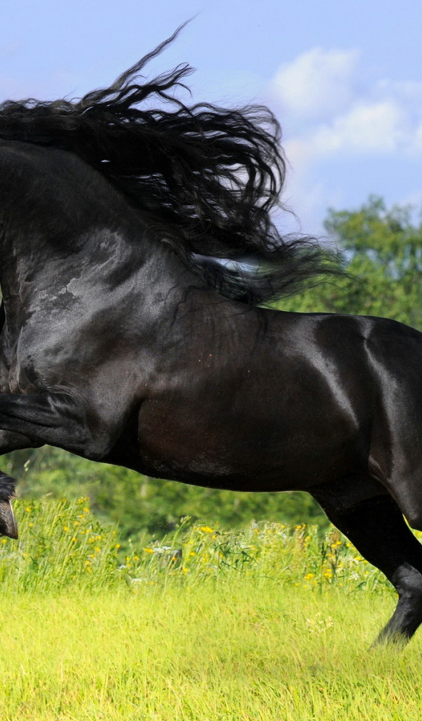 Черный скакун