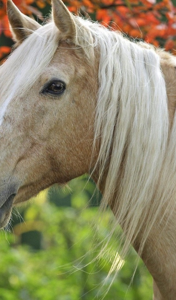 Грациозная лошадь