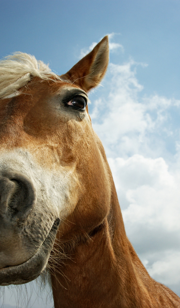 Лошадиная морда