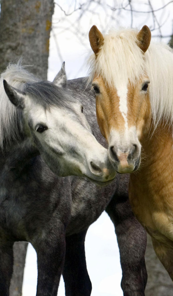 Лошадиньи нежности