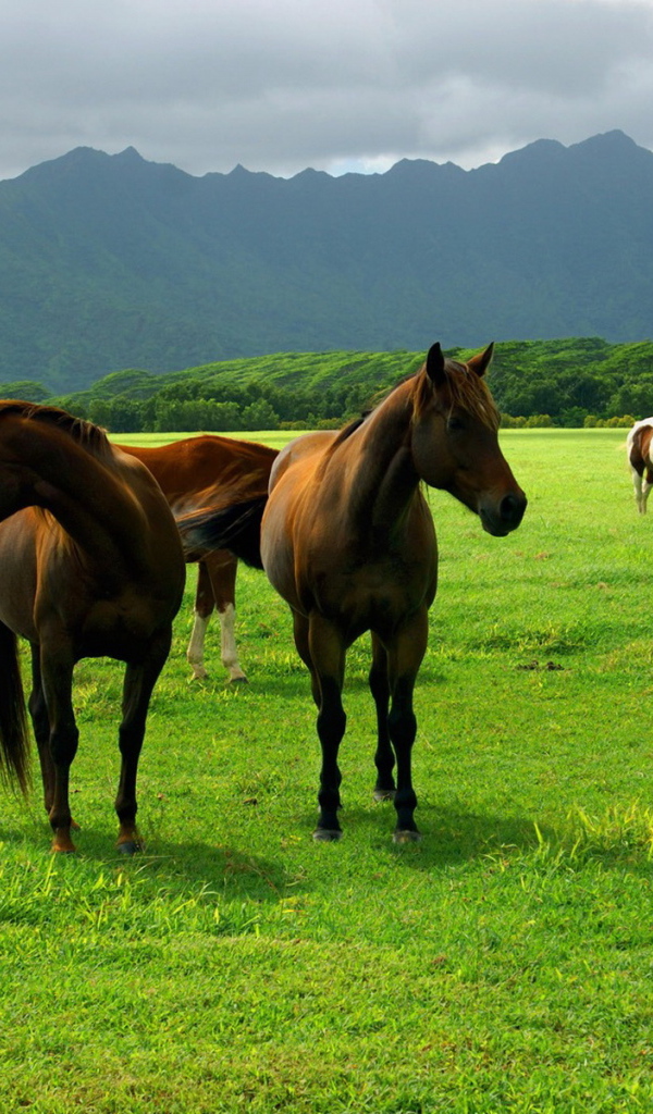 Лошади на пастбище