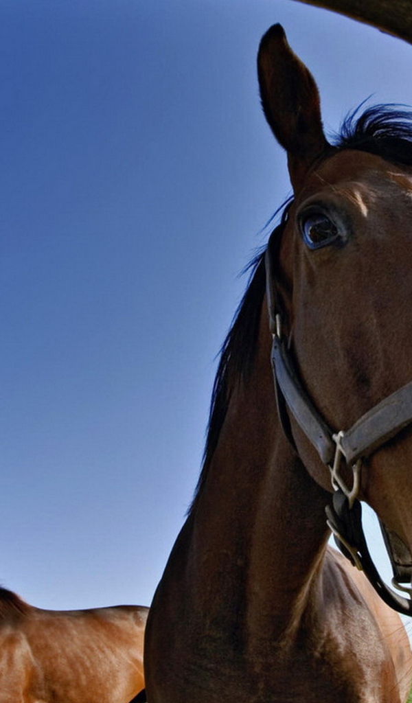 Лошадки на конюшне