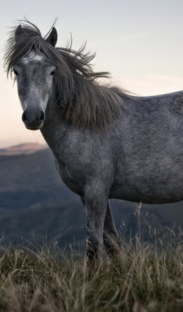 Одинокая лошадь