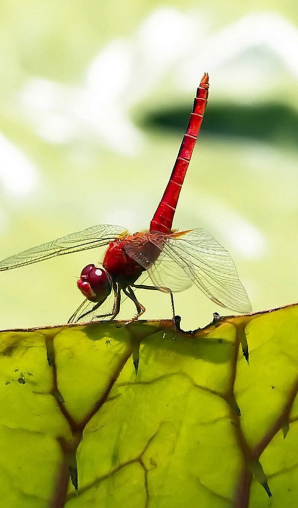 Стрекоза на листьях