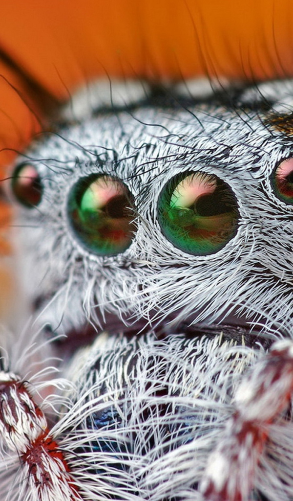 Паучьи глазки