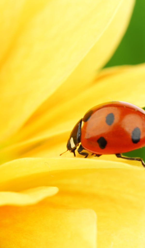 Божья коровка на цветке