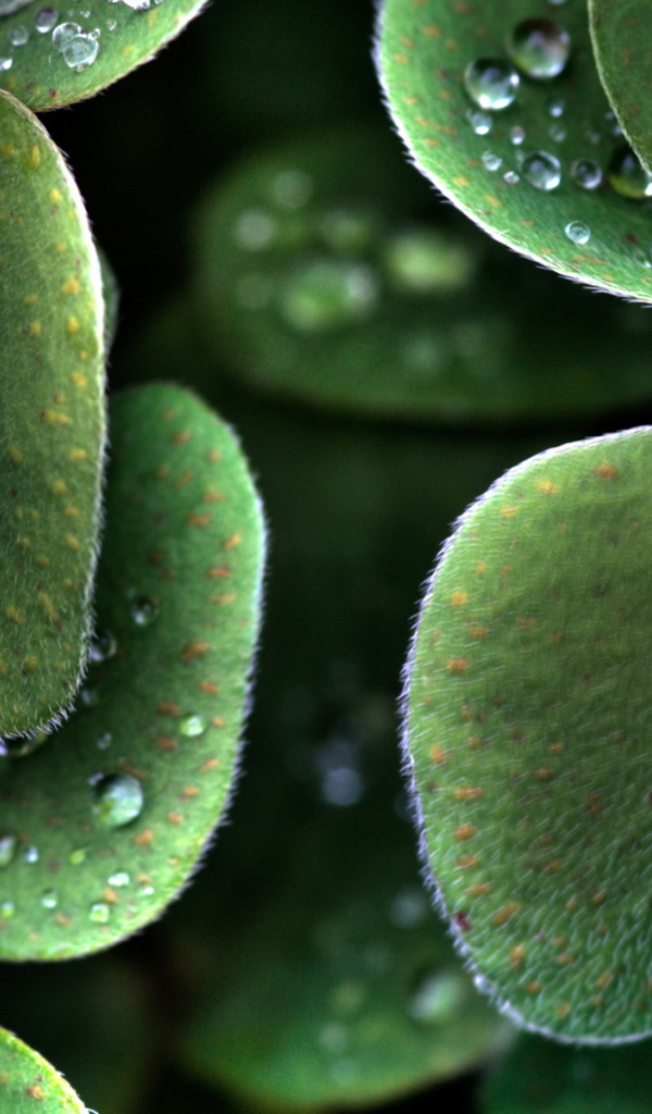 Божья коровка на листе