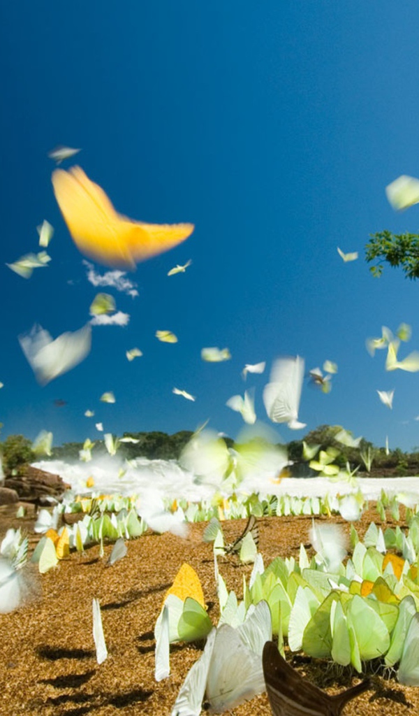 Летние бабочки