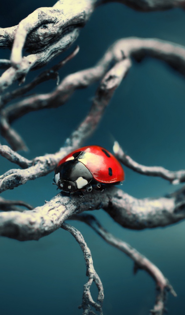 Синяя тема с божьей коровкой