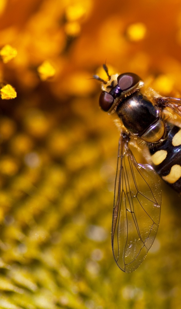 Оса на подсолнухе