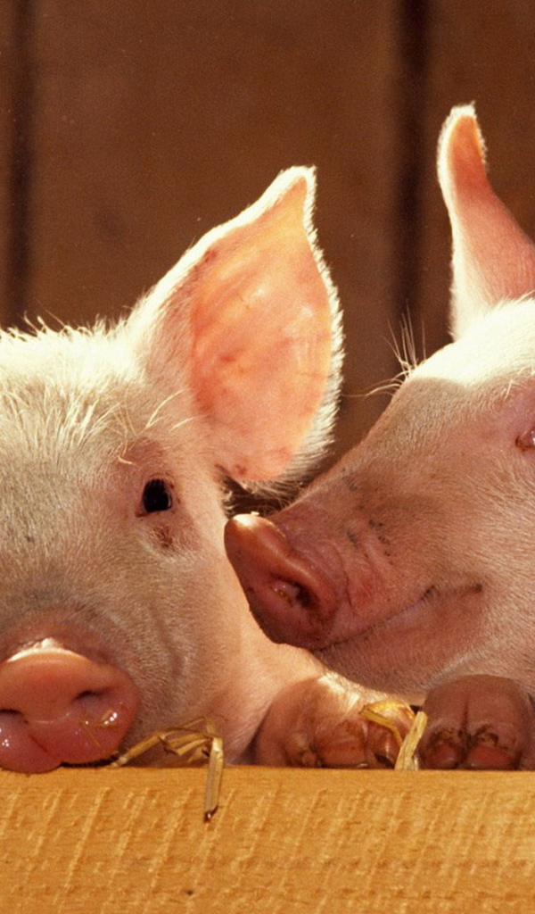 Братья-поросята