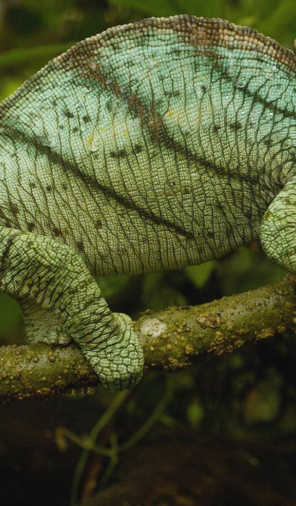 Хамелеон на ветке