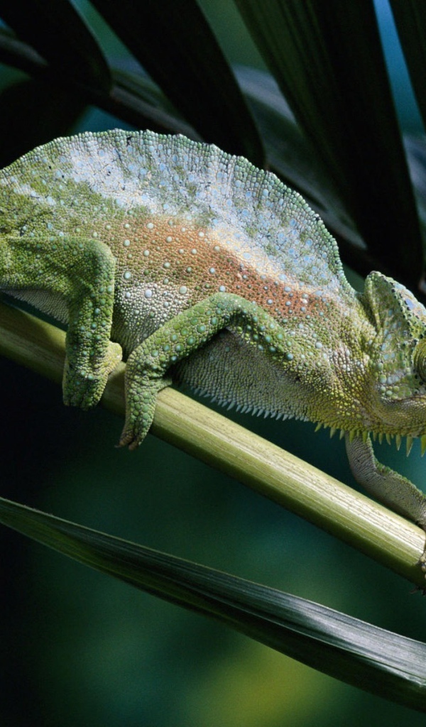 Хамелеон на ветке