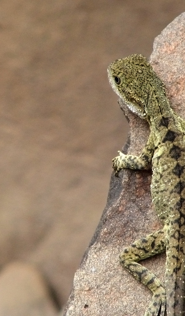 Ящерица на камне