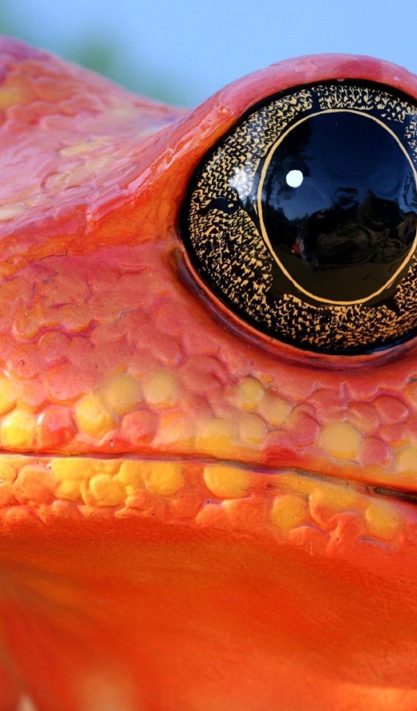 Красная лягушка