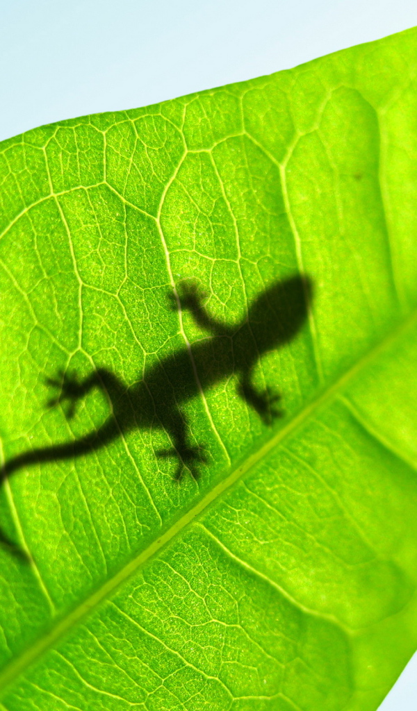 Маленькая ящерица на листке