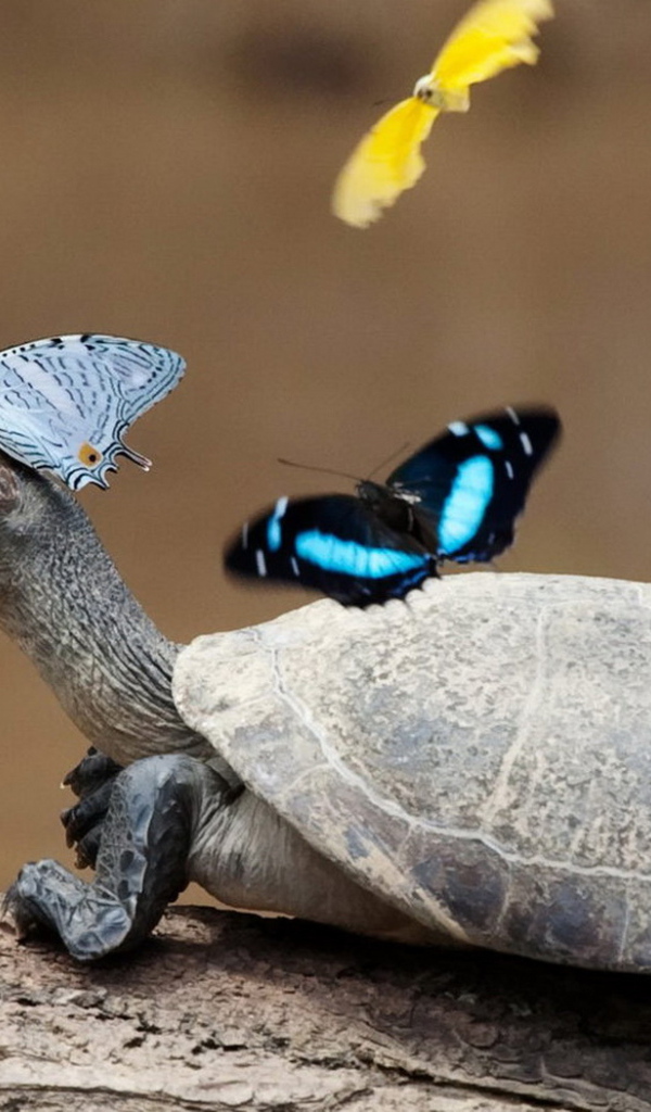 Turtle and butterflies