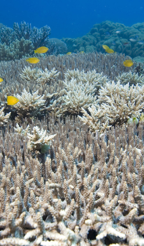 На дне Красного моря