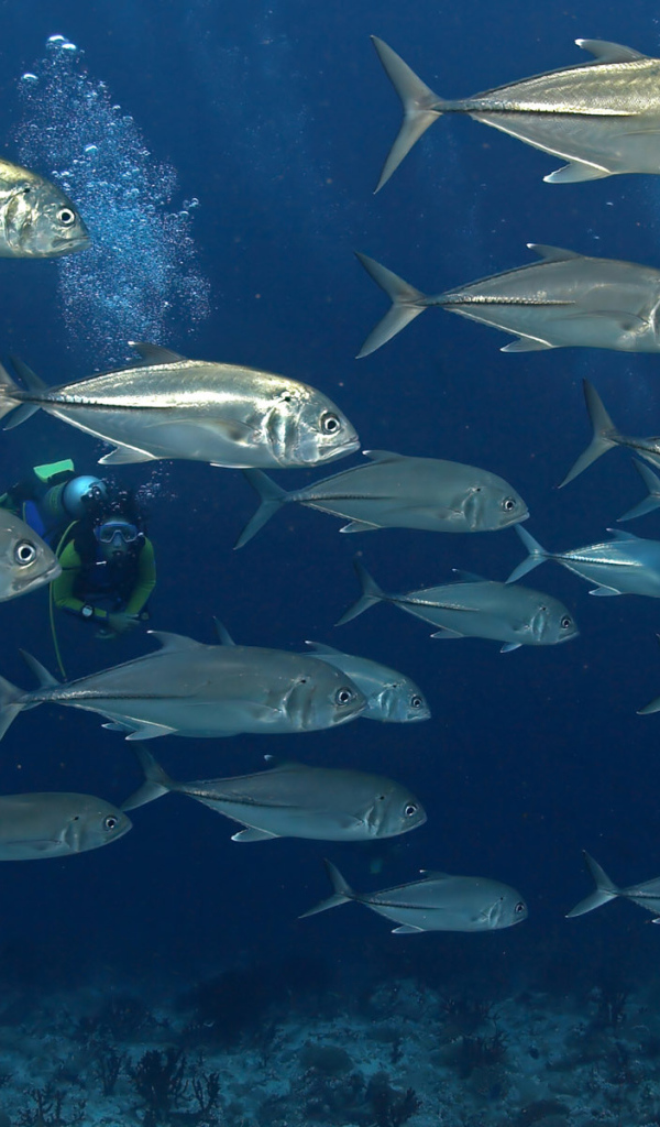 На дне моря