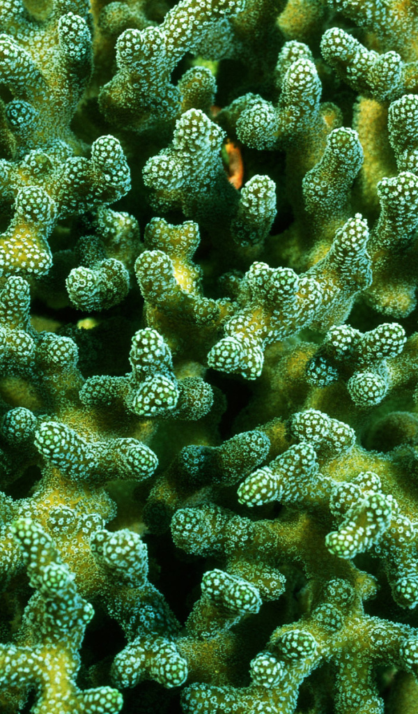 Красивые кораллы