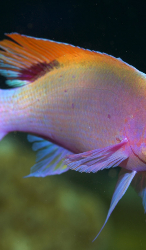 Красивая рыба