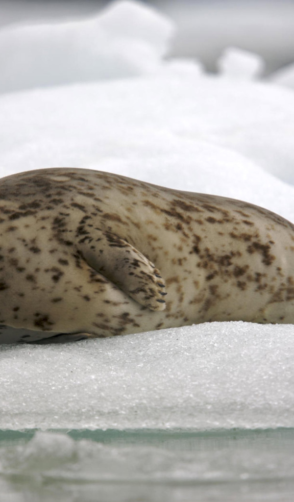 Обыкновенный тюлень