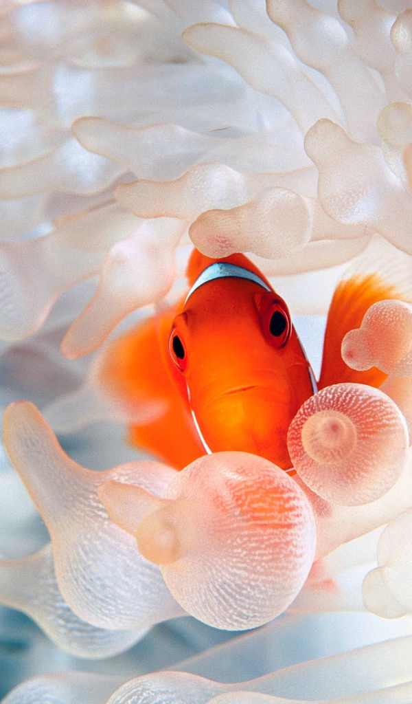 Коралловая рыбка