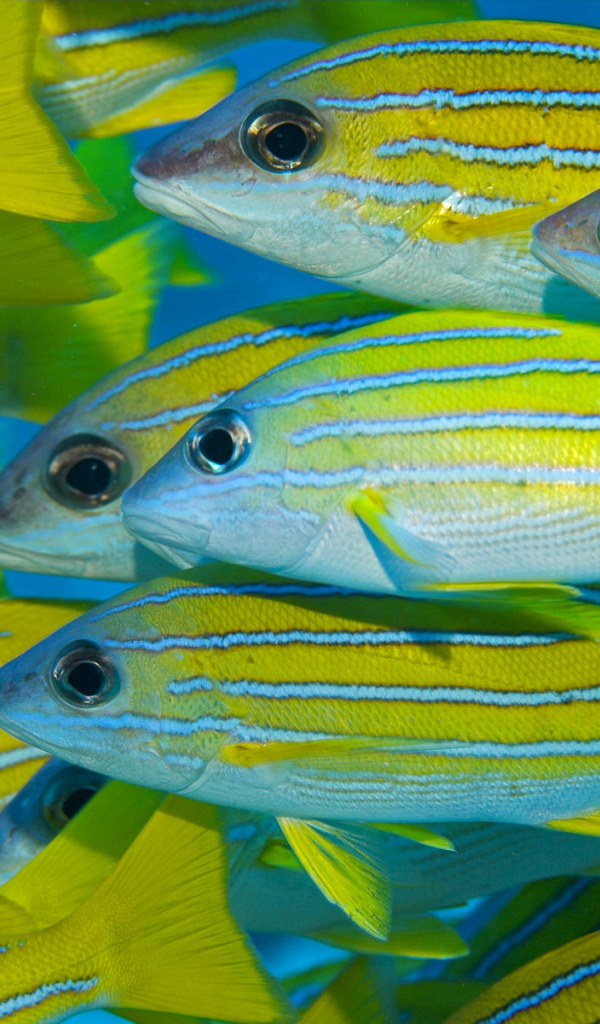 Коралловые рыбки