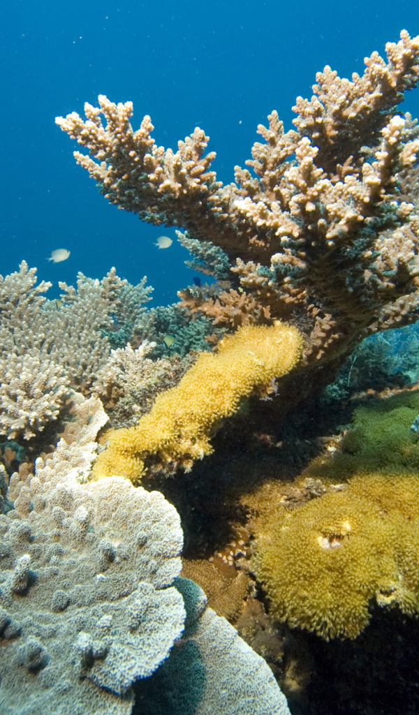 Кораллы Красного моря