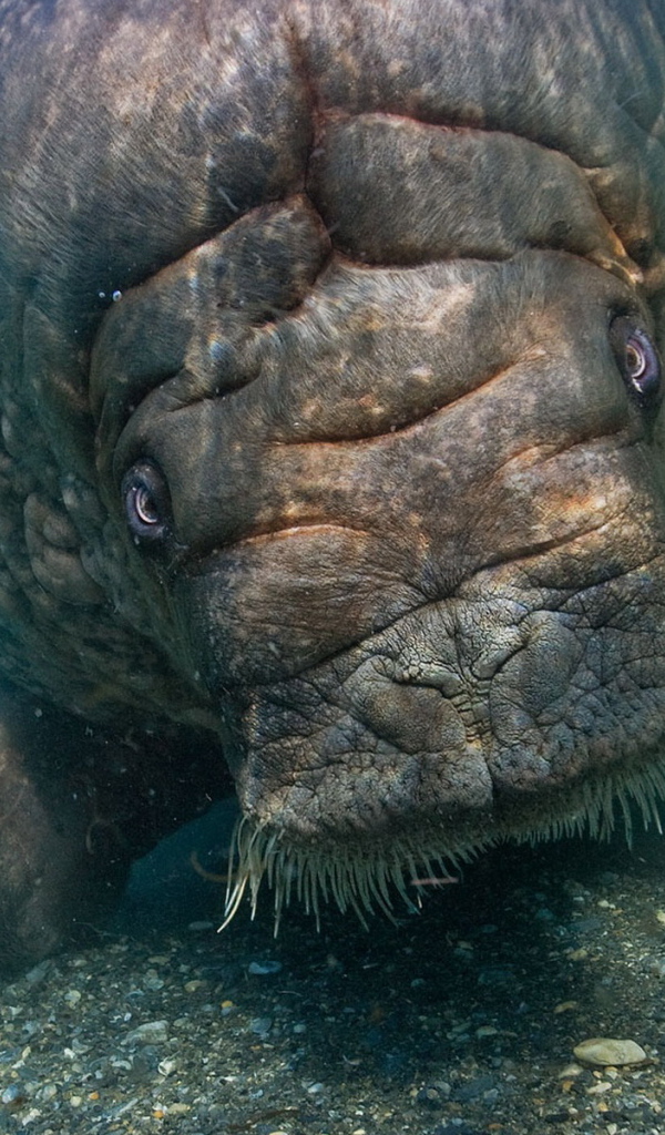 Морская корова