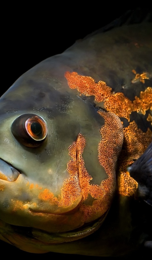 Глубоководная рыба