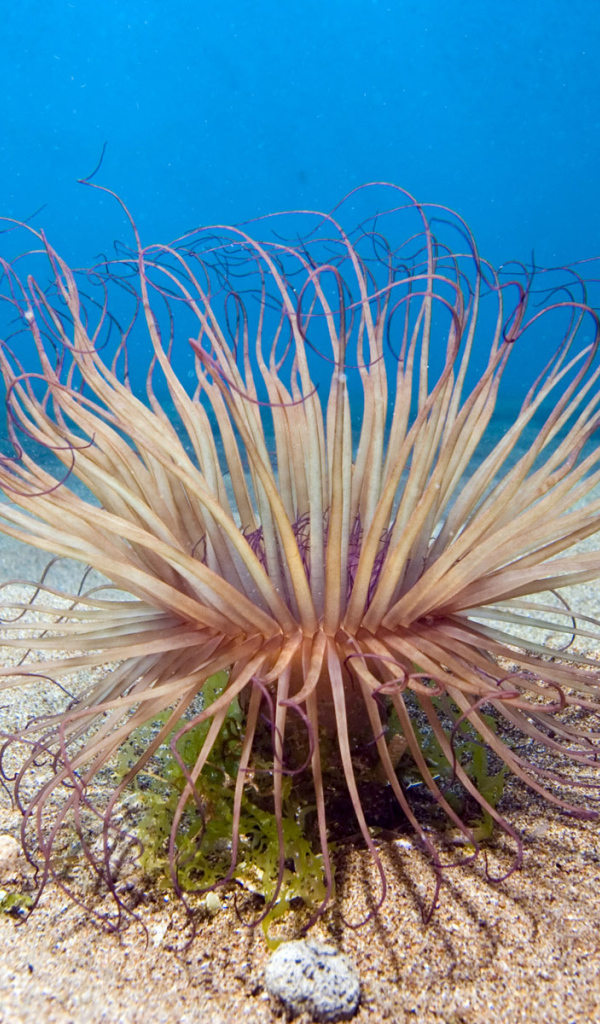 Обитатель морского дна