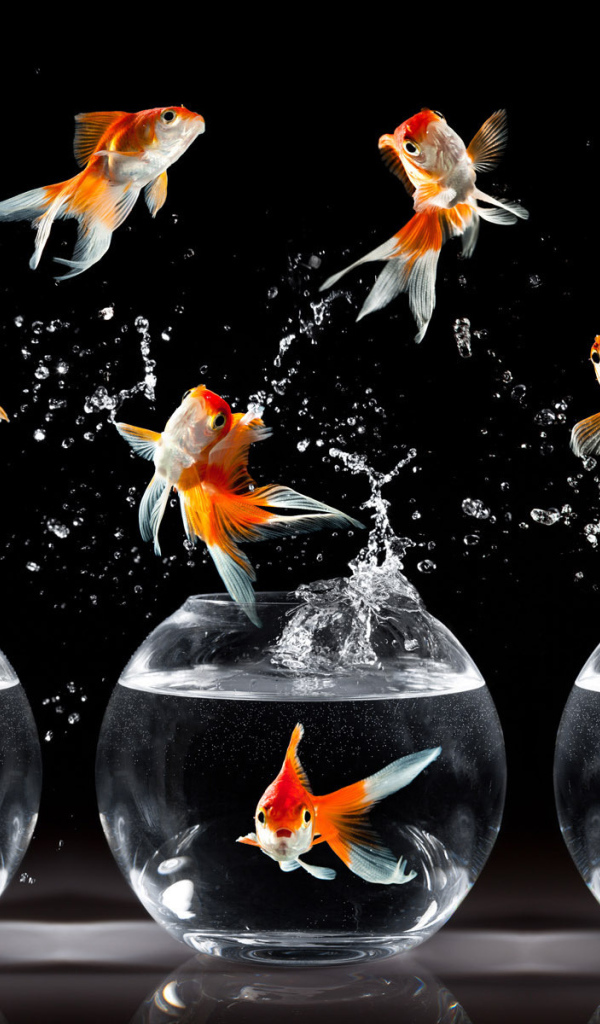 Рыбки в аквариуме