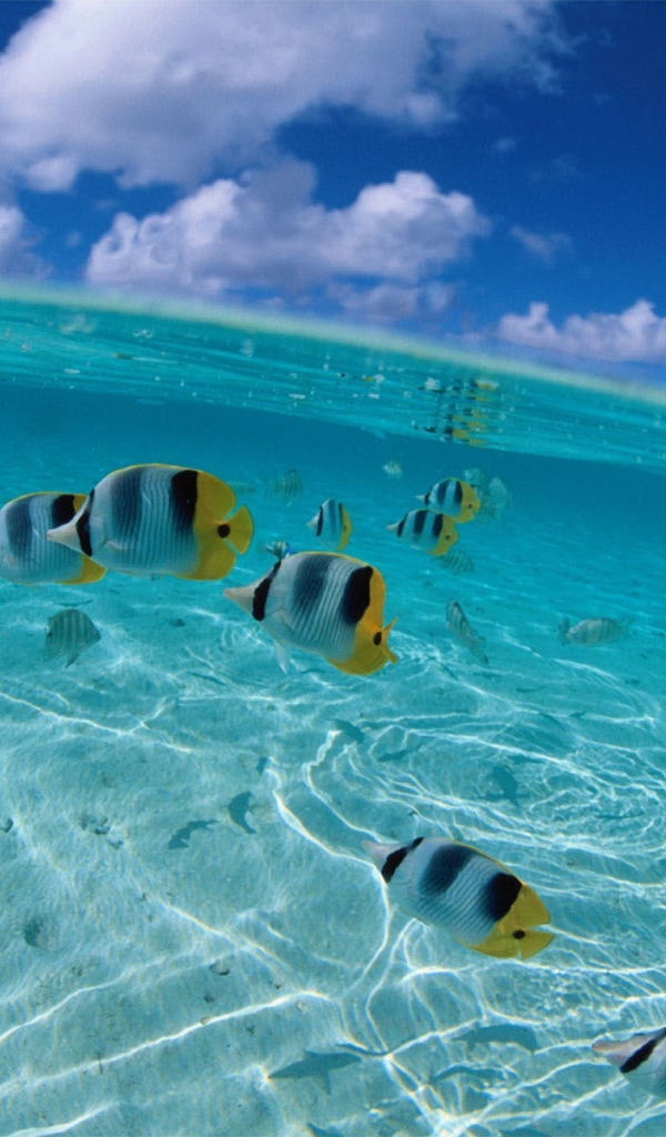 Рыбки у берега