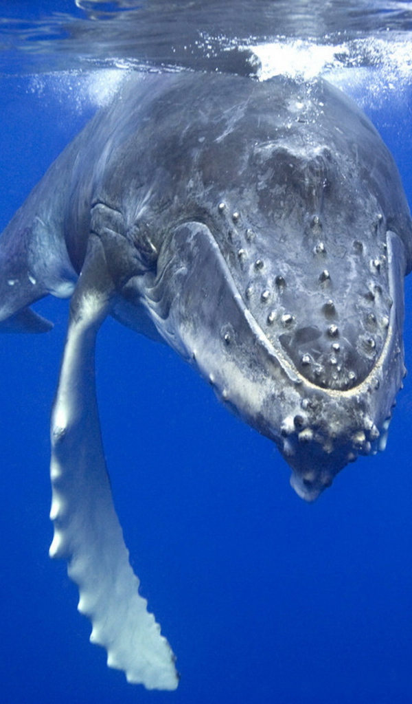 Плывущий кит