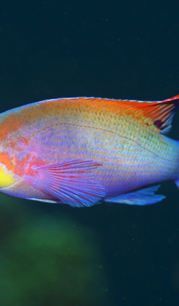 Смешная рыбка