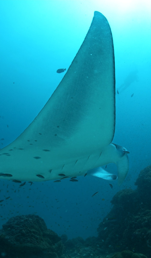 Огромный скат