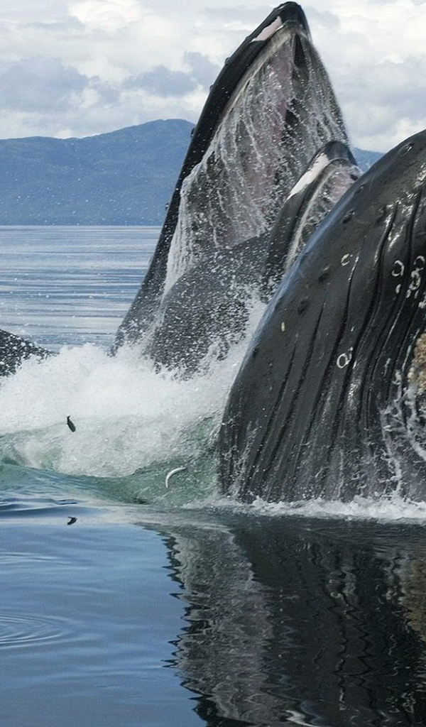 Горбатые киты