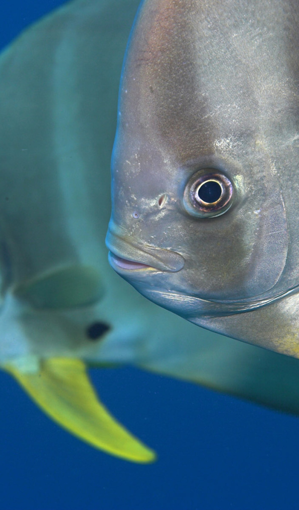 Обитатели Красного моря