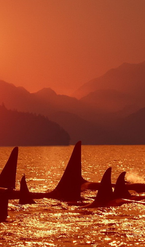 Касатки на закате